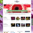 flores-de-chiltepec
