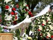 palomas-blancas-guadalajara